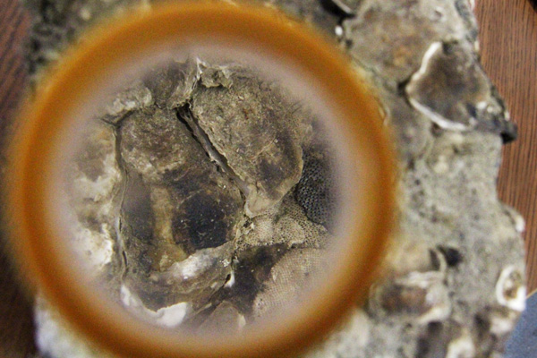 oyster under magnifying glass